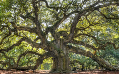 Isaiah 61: A Planting of the Lord